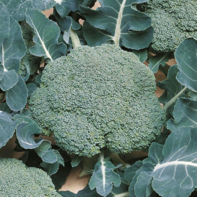 Broccoli, Brassica oleracea 'Belstar F1' -zaden- Broccoli, Brassica oleracea 'Belstar F1' -zaden-
