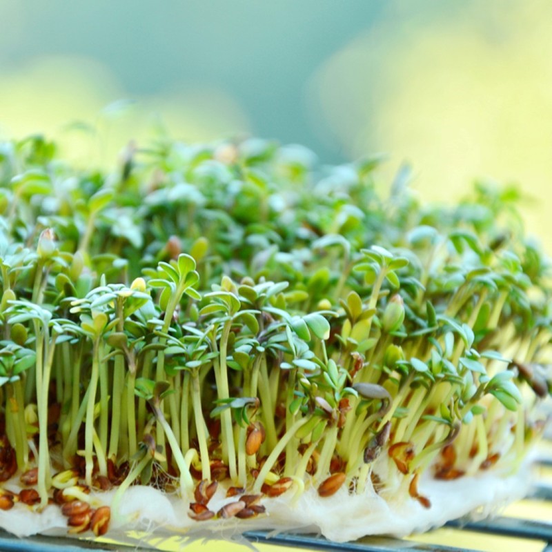 Kiemgroente Tuinkers, Lepidium sativum -zaden- Kiemgroente Tuinkers, Lepidium sativum -zaden-