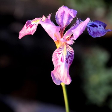 Iris lactea