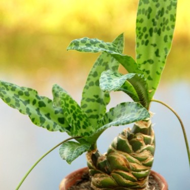 Ledebouria maxima