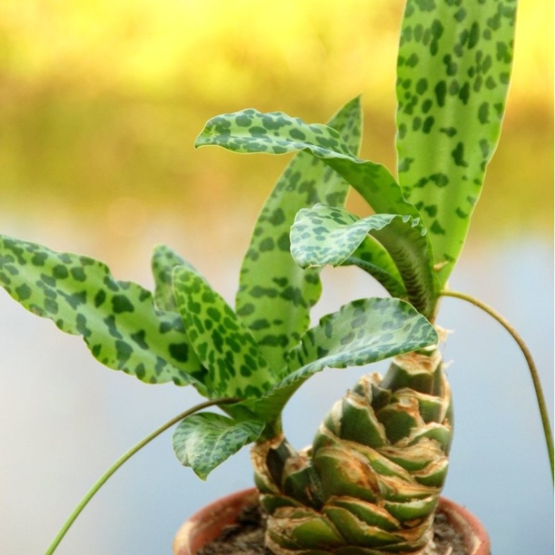 Ledebouria maxima Ledebouria maxima