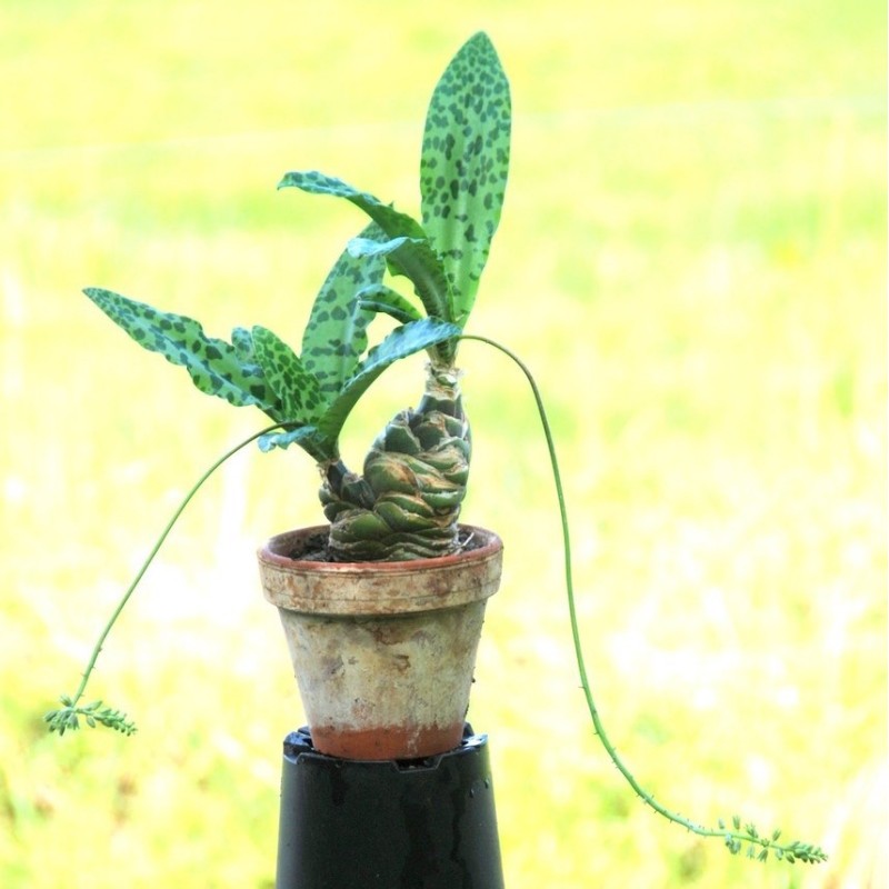 Ledebouria maxima Ledebouria maxima