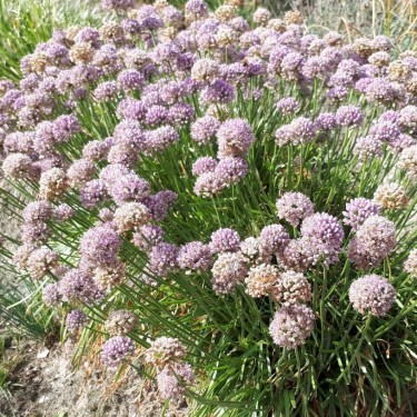 Allium incensidorum