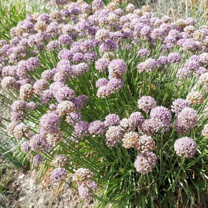 Allium incensidorum