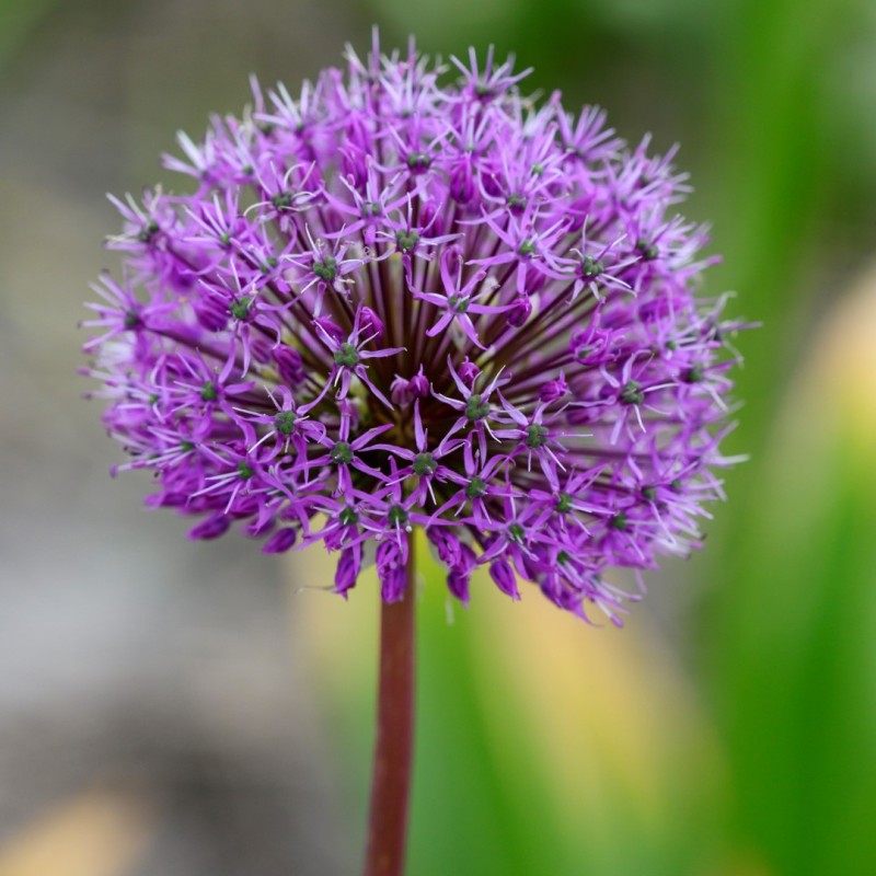 Allium jesdianum 'Shing' Allium jesdianum 'Shing'