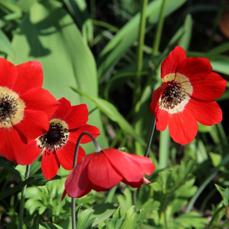 Anemone x fulgens 'Annulata Grandiflora' Anemone x fulgens 'Annulata Grandiflora'