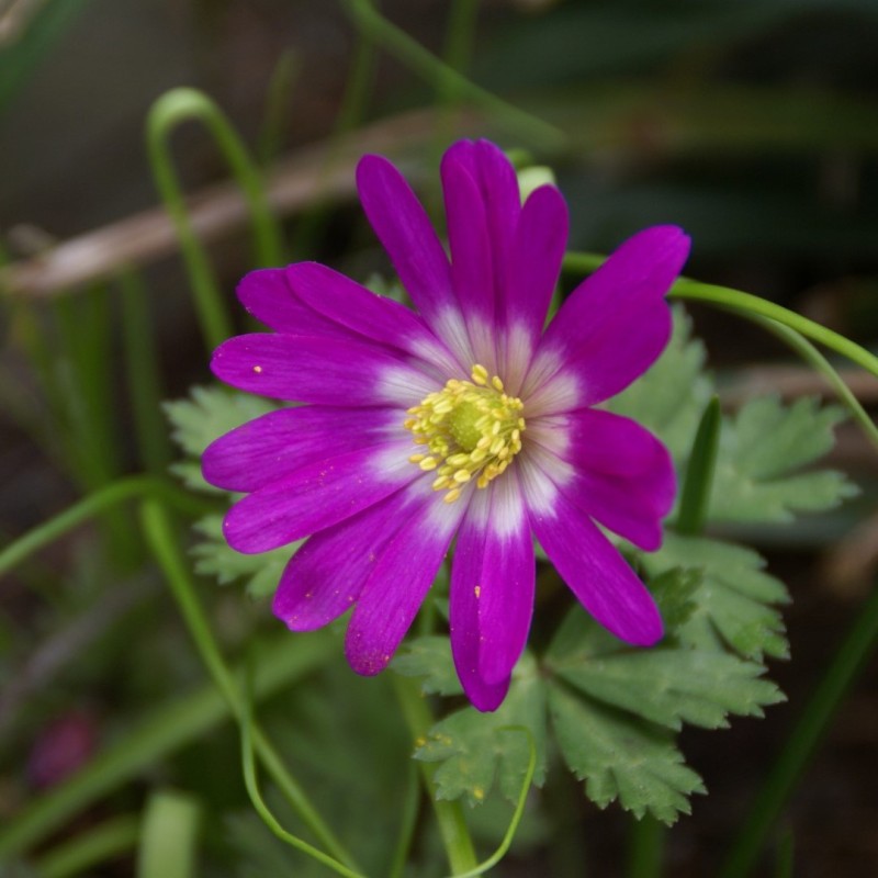Anemone blanda 'Radar' Anemone blanda 'Radar'