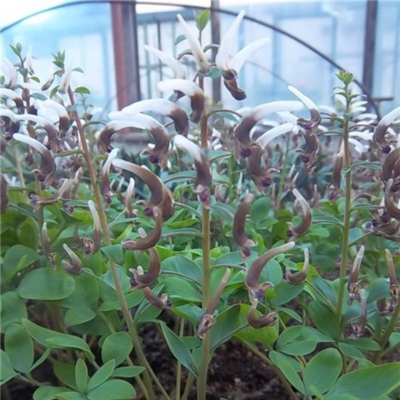 Corydalis nudicaulis 'Talogan'