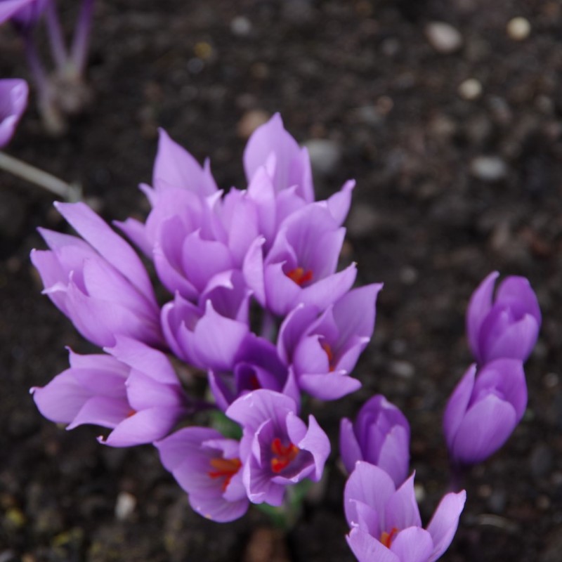 Crocus pallassii 'Ariasos' Crocus pallassii 'Ariasos'