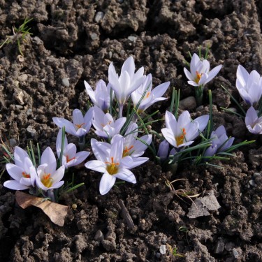 Crocus concinnus 'Sky Blue'