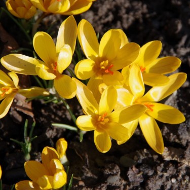 Crocus gembosii 'Golden Delight'
