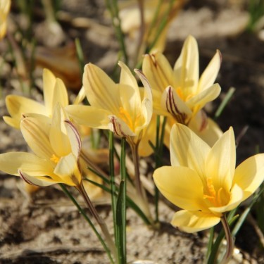 Crocus x leonidii 'Little Amber'