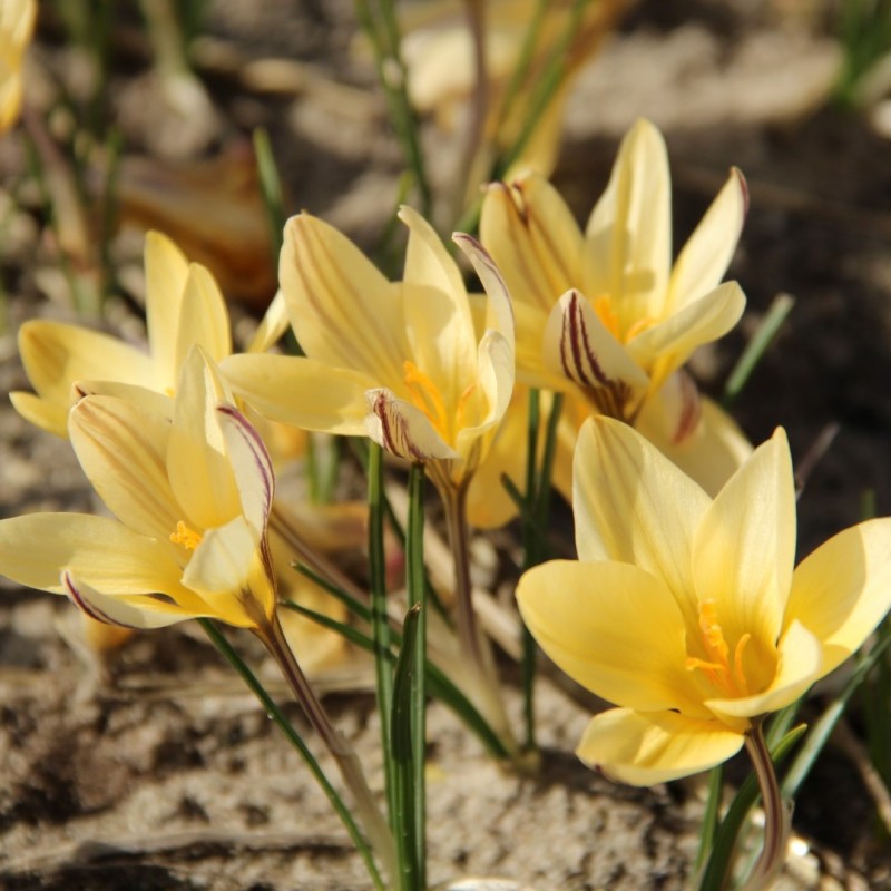 Crocus x leonidii 'Little Amber'