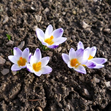 Crocus sieberi 'Chiara' Crocus sieberi 'Chiara'