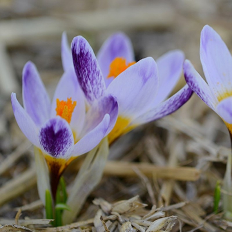 Crocus sieberi 'Ronald Ginns' Crocus sieberi 'Ronald Ginns'