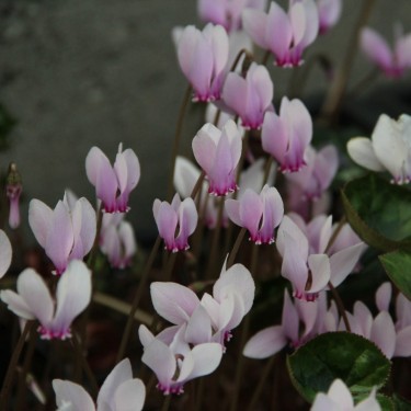 Cyclamen africanum