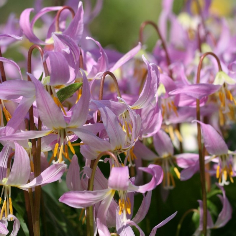 Erythronium revolutum 'Pink Beauty' Erythronium revolutum 'Pink Beauty'