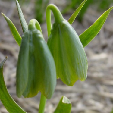 Fritillaria bithynica