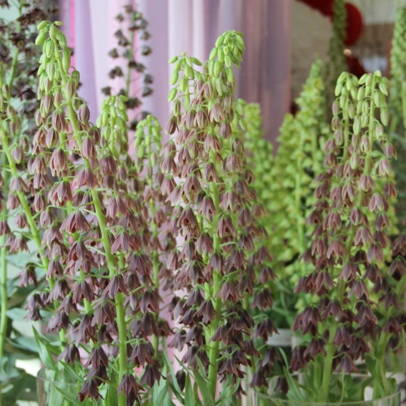 Fritillaria persica 'Minaret' Fritillaria persica 'Minaret'