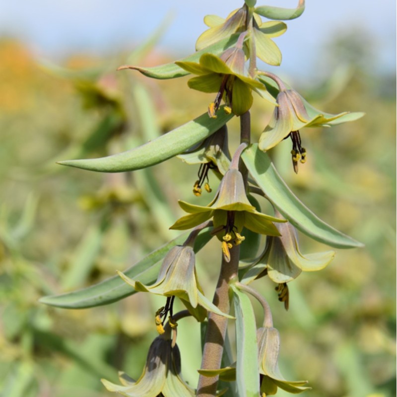 Fritillaria sewerzowii 'Green Eyes'