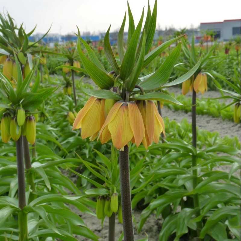 Fritillaria 'Paradise Beauty' Fritillaria 'Paradise Beauty'