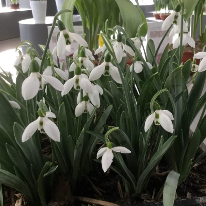 Galanthus 'Snow Fox' Galanthus 'Snow Fox'