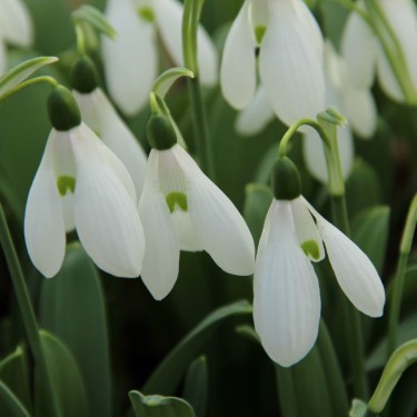 Galanthus 'Mount Everest' Galanthus 'Mount Everest'