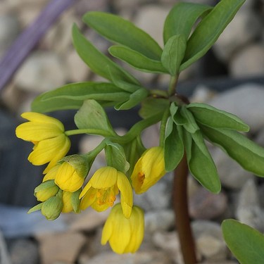 Gymnospermium odessanum