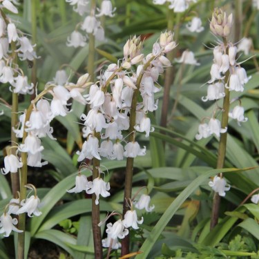 Hyacinthoides x massartiana 'Meike' Hyacinthoides x massartiana 'Meike'