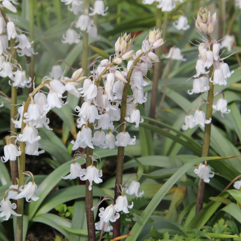 Hyacinthoides x massartiana 'Meike' Hyacinthoides x massartiana 'Meike'