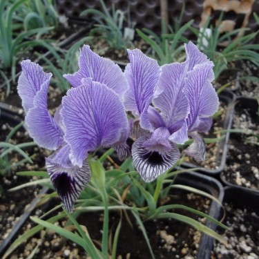 Iris iberica x schelkownikowii