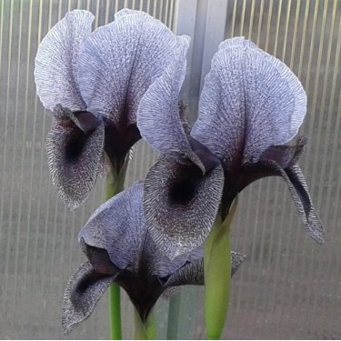 Iris kirkwoodii