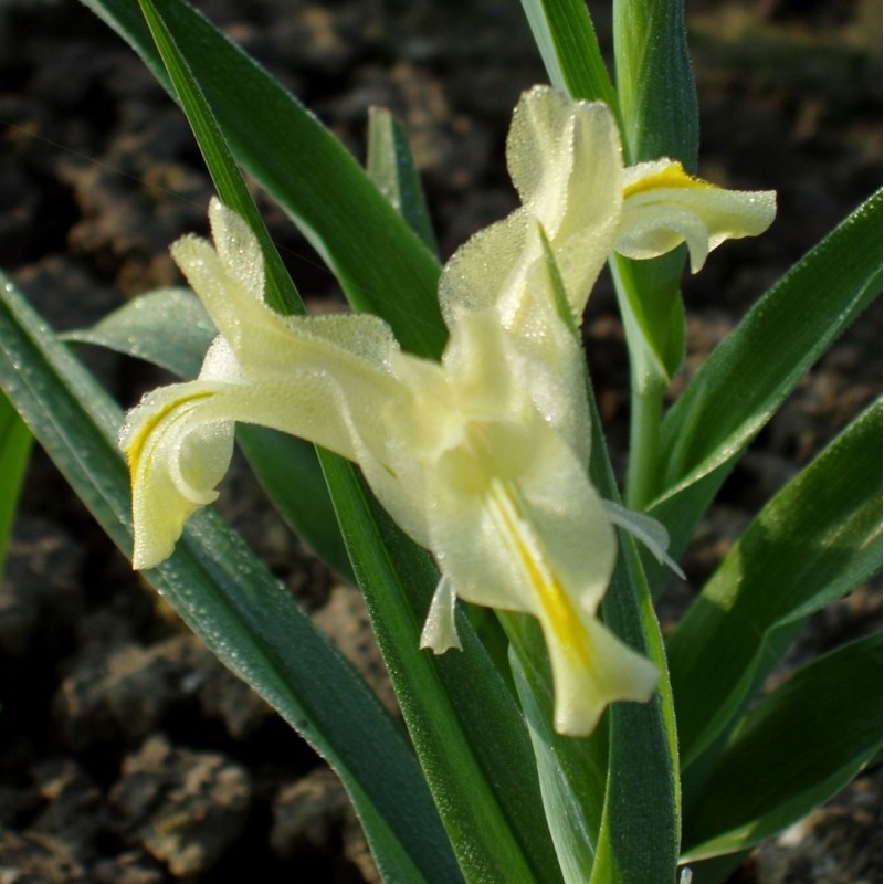Iris pseudocapnoides Iris pseudocapnoides