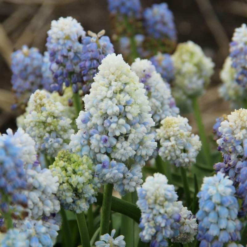 Muscari 'Nature's Beauty' Muscari 'Nature's Beauty'