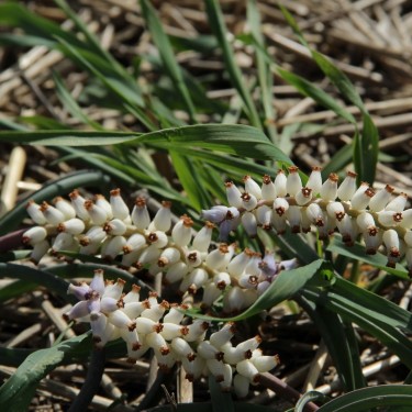 Muscari racemosum 'White Triumphator'