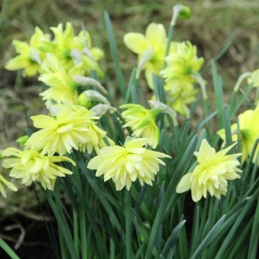 Narcissus 'Eystettensis'