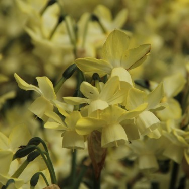 Narcissus 'Moonlight Sensation' Narcissus 'Moonlight Sensation'