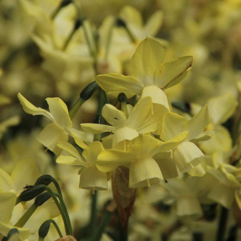 Narcissus 'Moonlight Sensation' Narcissus 'Moonlight Sensation'