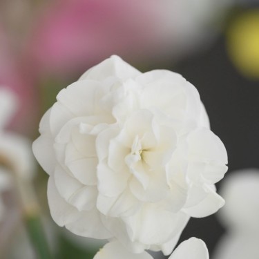 Narcissus 'Santa Claus' Narcissus 'Santa Claus'
