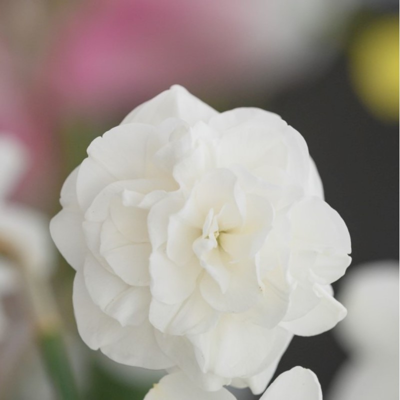 Narcissus 'Santa Claus' Narcissus 'Santa Claus'