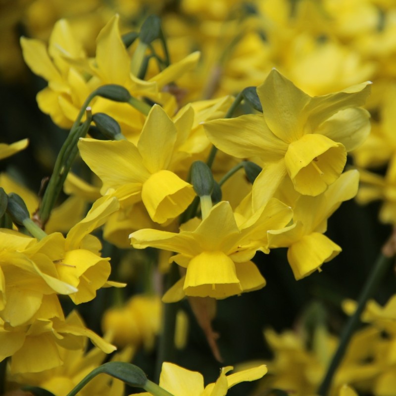 Narcissus 'Sunlight Sensation'