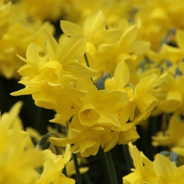 Narcissus 'Sunlight Sensation'