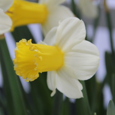 Narcissus 'Sugar Dipped'
