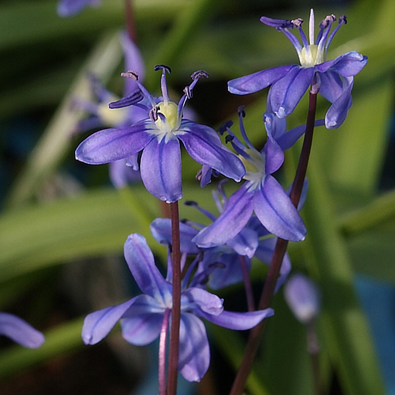 Scilla amoena Scilla amoena