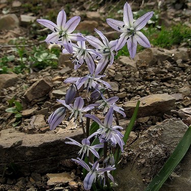 Fessia olangensis (Scilla)