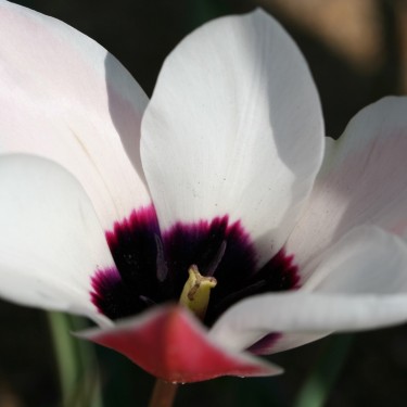 Tulipa aitchisonii var. clusianoides