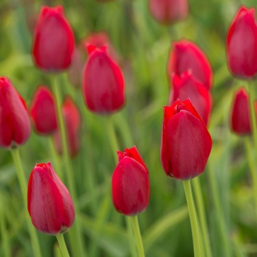 Tulipa aximensis