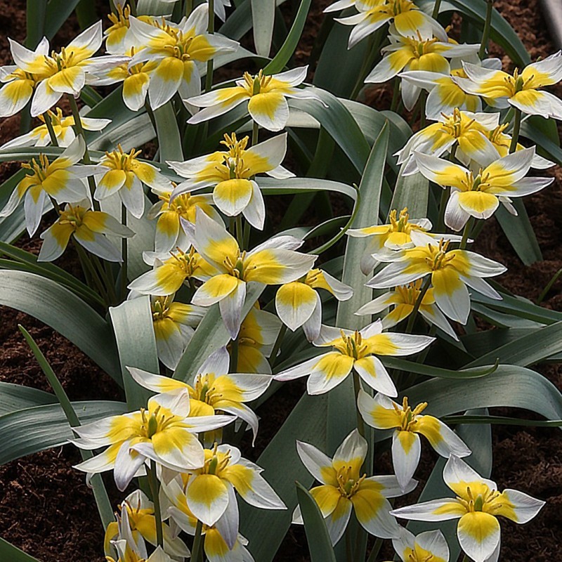 Tulipa bifloriformis 'Starlight' Tulipa bifloriformis 'Starlight'