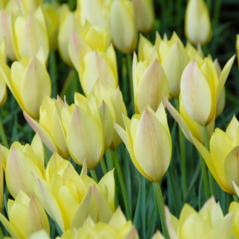 Tulipa 'Honky Tonk' Tulipa 'Honky Tonk'