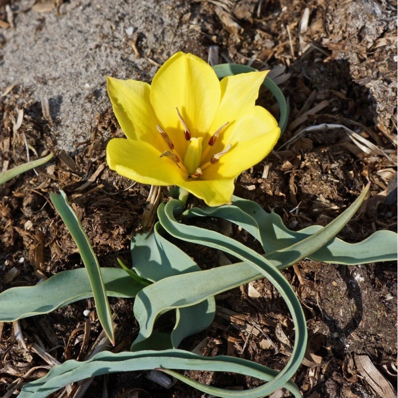 Tulipa lemmersii Tulipa lemmersii
